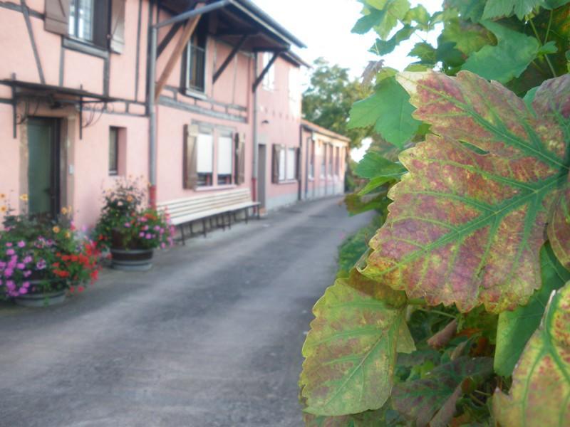 Gites & Camping On The Route Des Vins Bergheim Exterior foto